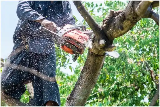 tree services Sulphur
